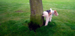 cane pipì