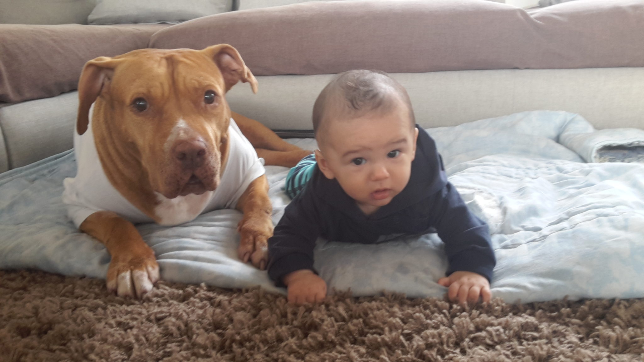 cane e bambino a gattoni