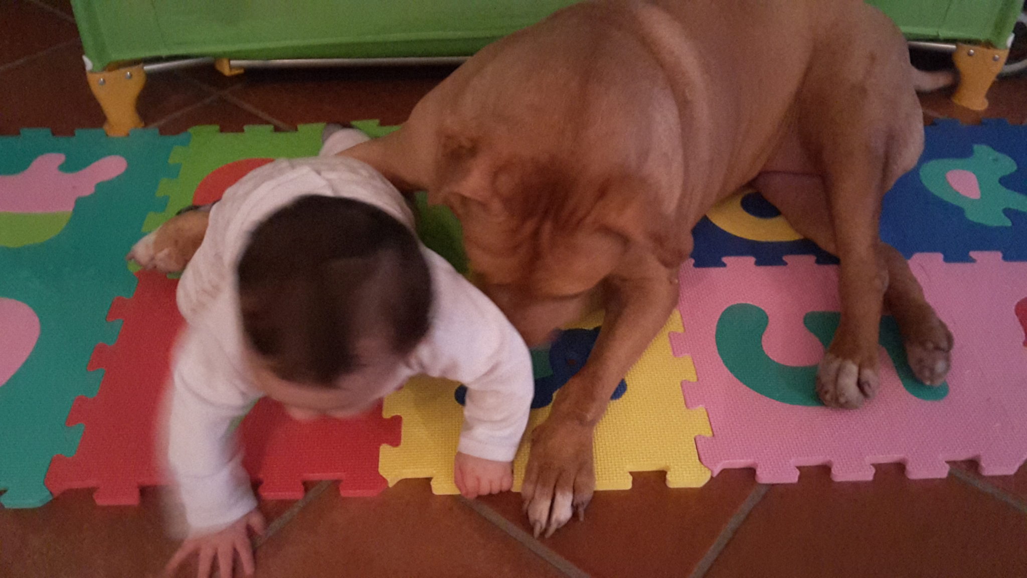 Cane e bambino giocano