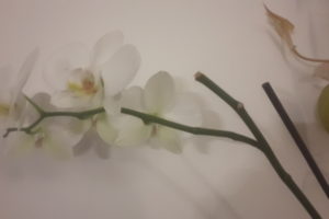 come curare l'orchidea facilmente in pochi passaggi