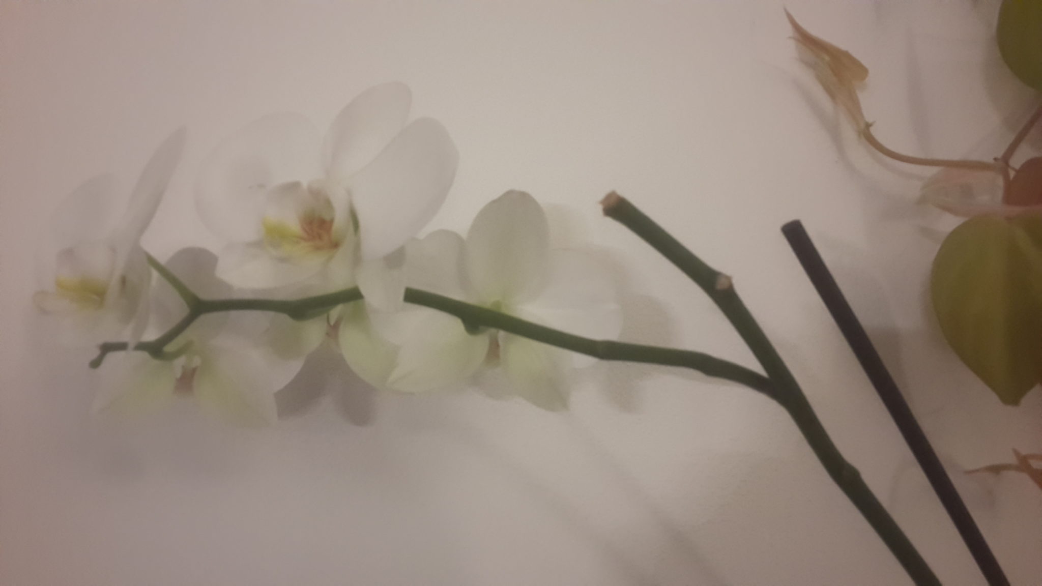 come curare l'orchidea facilmente in pochi passaggi