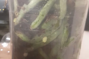 nell'annaffiare l’orchidea attenzione a non lasciare acqua ristagante nel vaso