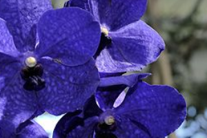 orchidea blu - Vanda Cerulea