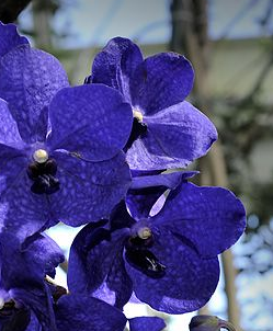 orchidea blu - Vanda Cerulea