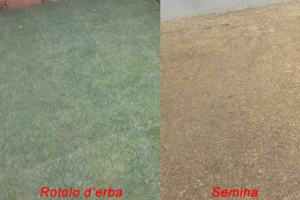 confronto rotolo d'erba rispetto alla semina
