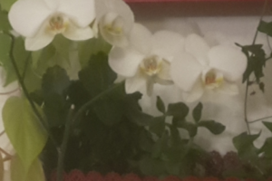 Orchidea bianca - il particolare del fiore