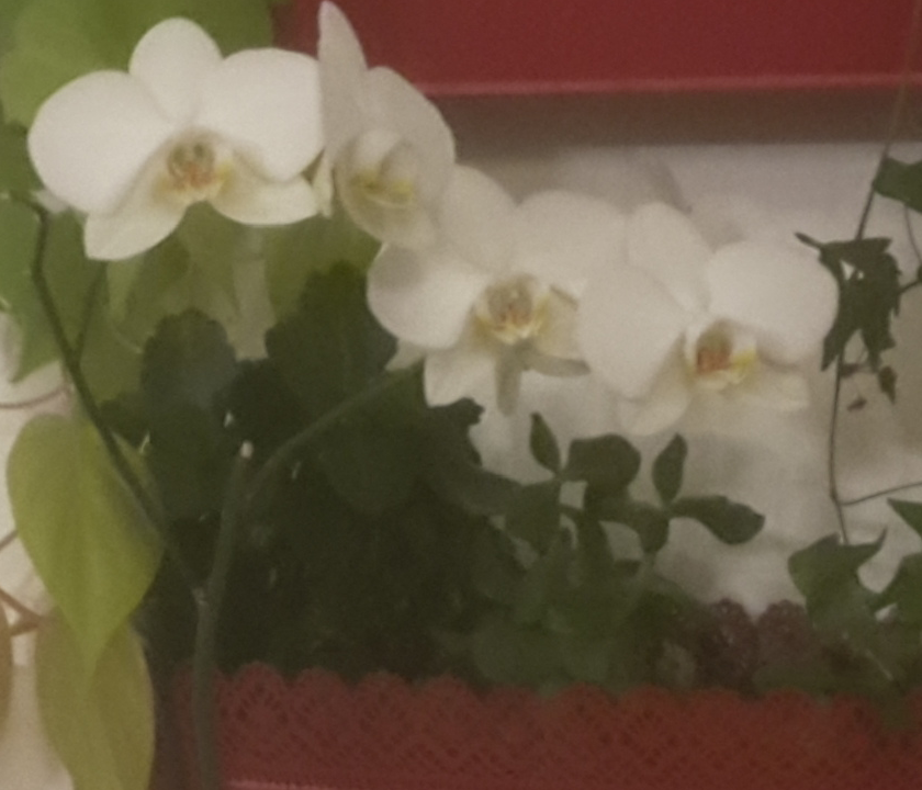 Orchidea bianca - il particolare del fiore