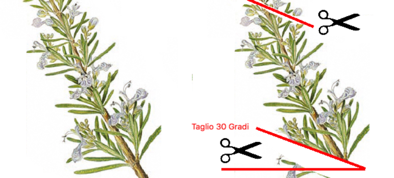 riprodurre per talea