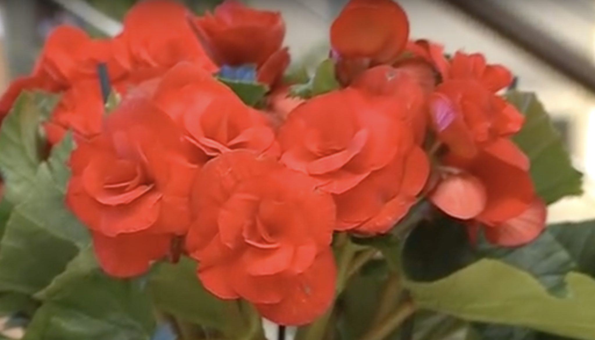 Primo piano su una begonia rossa in fiore