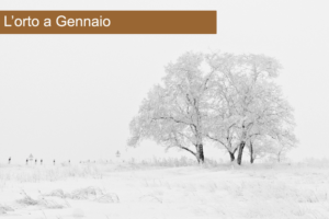 orto a gennaio