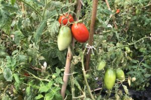 come coltivare i pomodori
