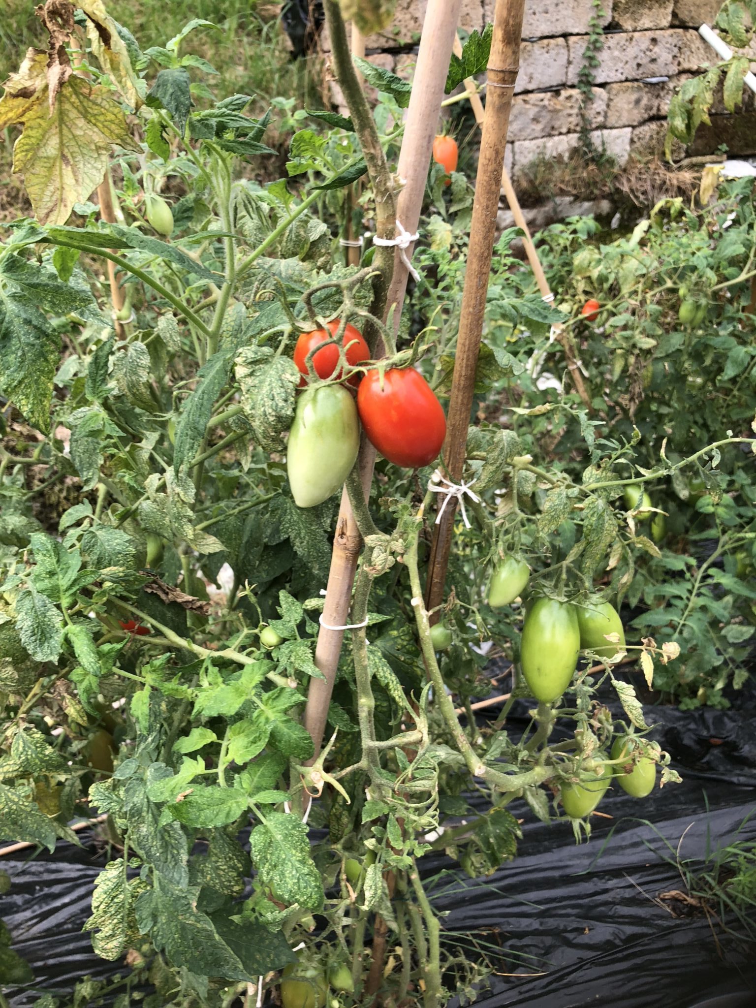 come coltivare i pomodori