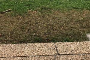 giardino a febbraio - particolare prato