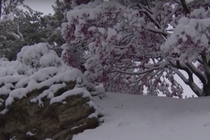 giardino a gennaio - imbiancata di neve
