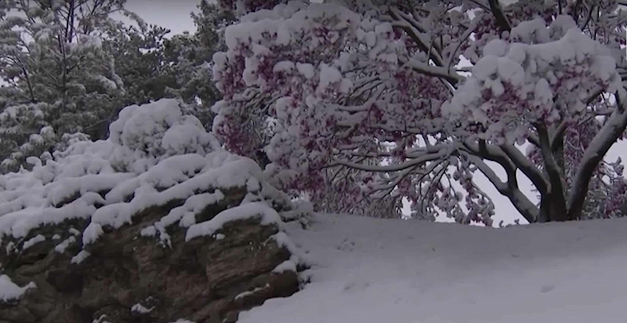 giardino a gennaio - imbiancata di neve