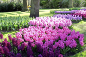 giardino a maggio