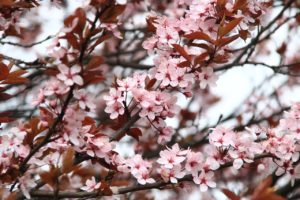 giardino a marzo - la fioritura.