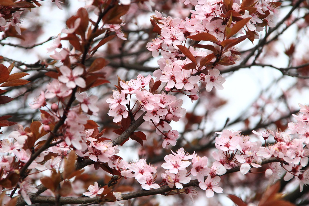 giardino a marzo - la fioritura.