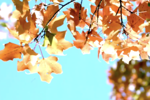 giardino a novembre - le foglie