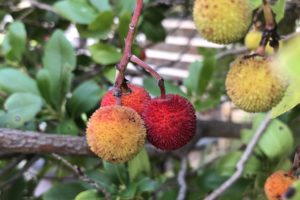il giarino a ottobre - il corbezzolo