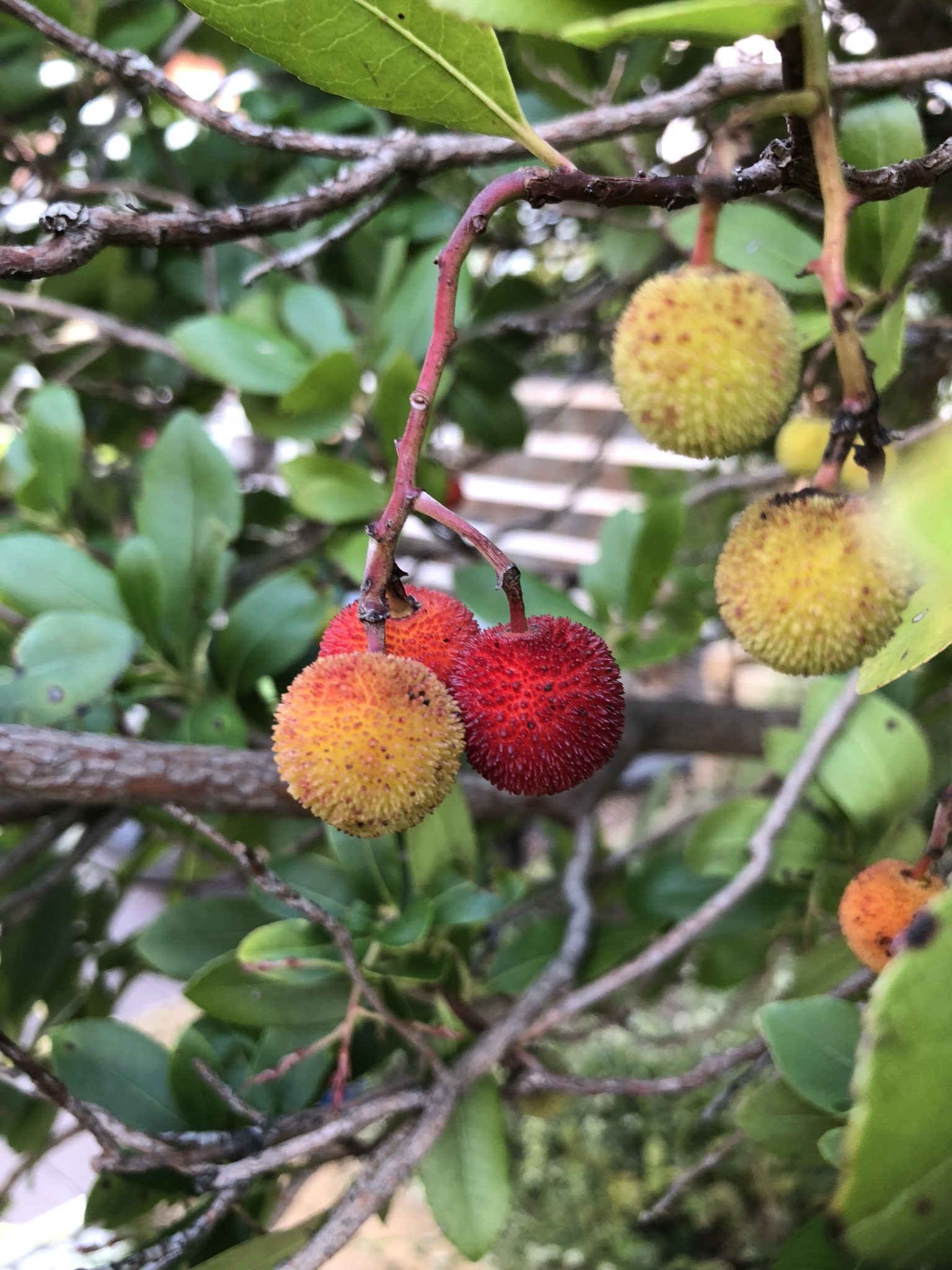 il giarino a ottobre - il corbezzolo