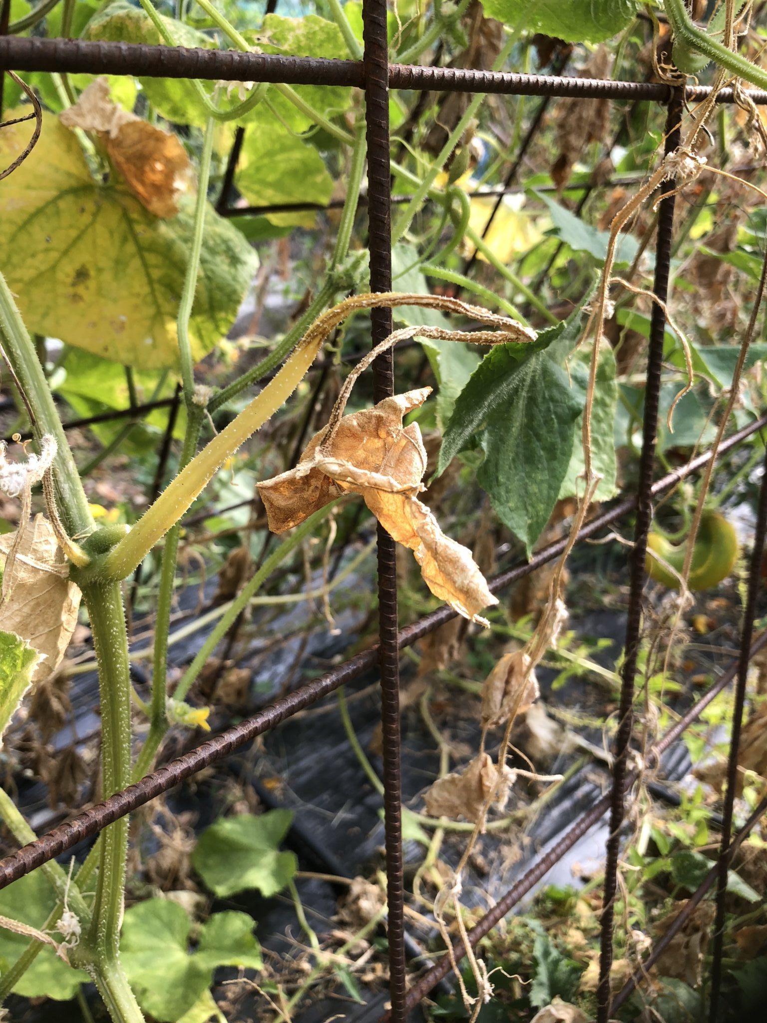 l'orto a ottobre