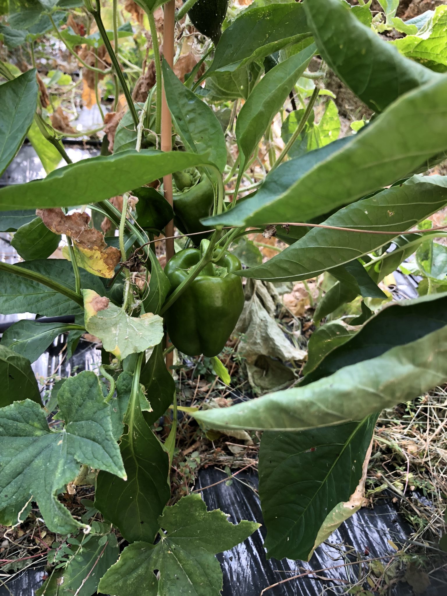 peperoni - la pianta ed il frutto