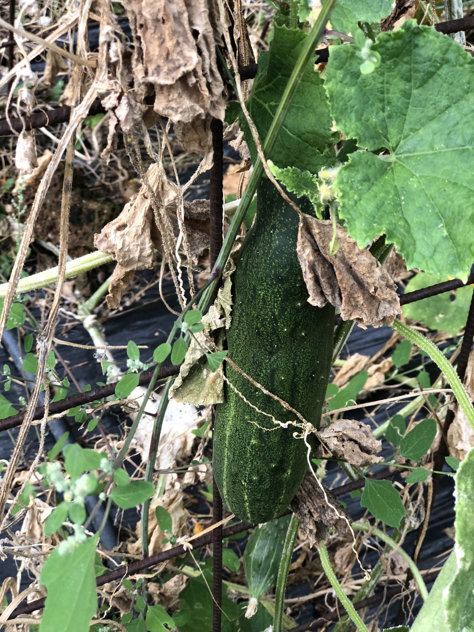 primo piano pianta di cetriolo