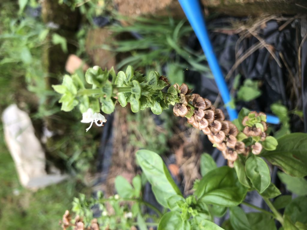 basilico-fiore e seme