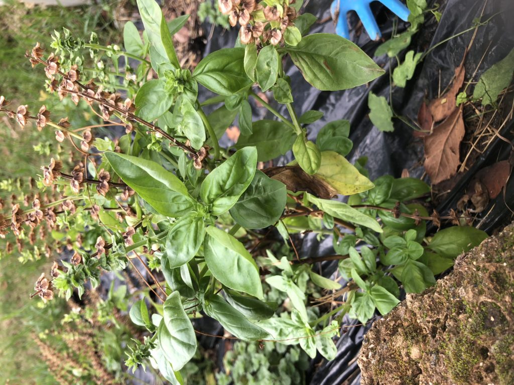 basilico pianta