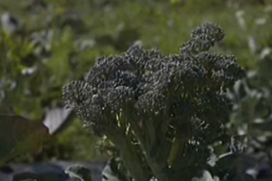 broccoli - primo piano