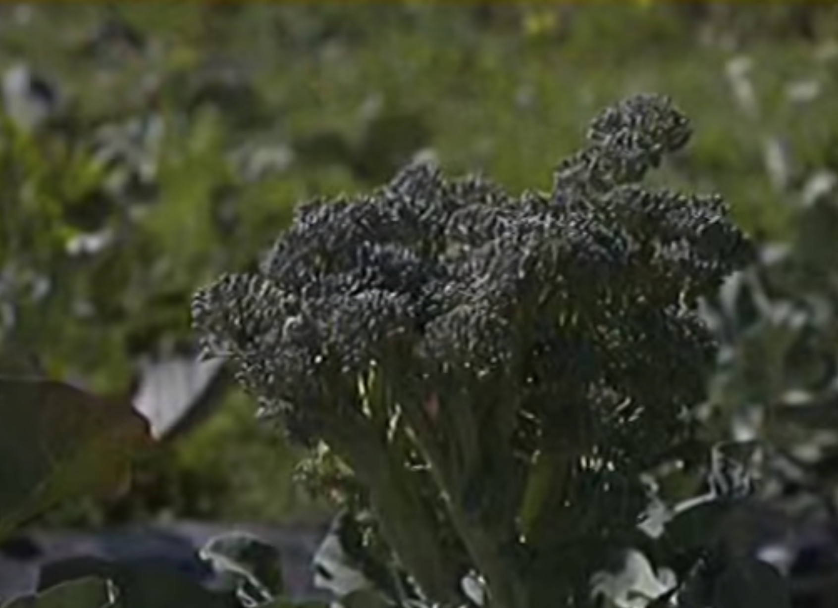broccoli - primo piano