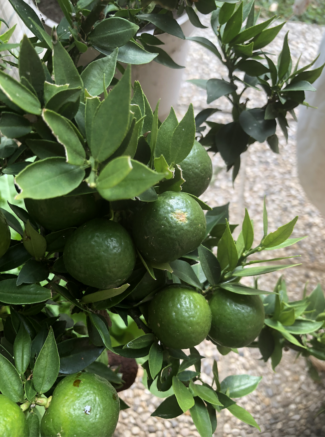 chinotto primo piano frutti acerbi