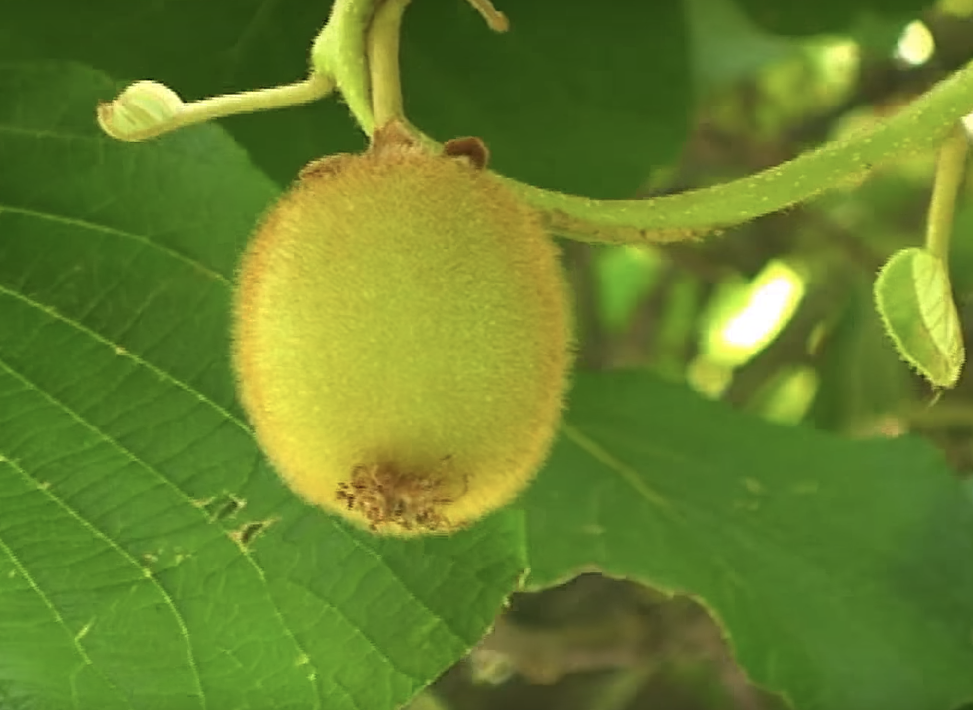 kiwi - il frutto