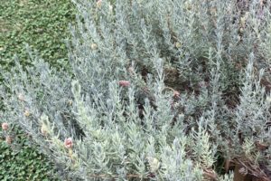lavanda - particolare