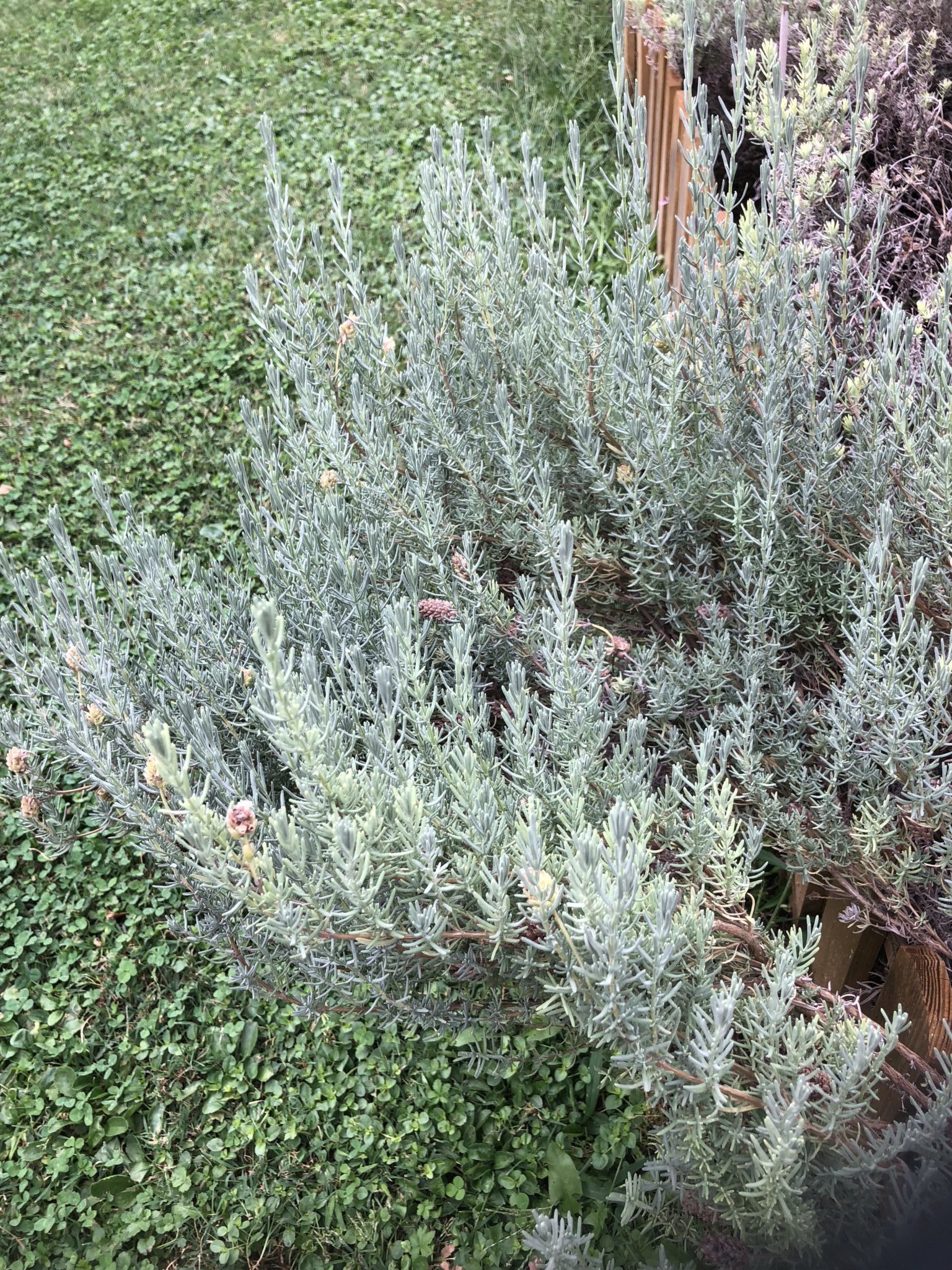 lavanda - particolare