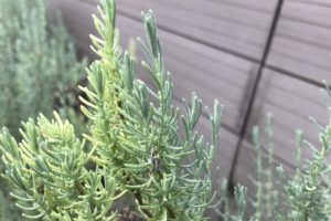 lavanda primo piano - fiori perenni