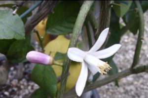 limone - i fiori