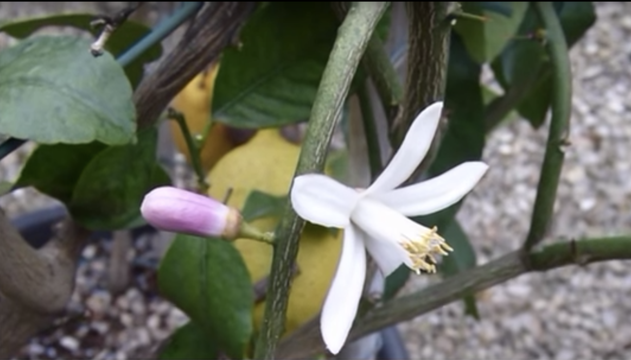 limone - i fiori