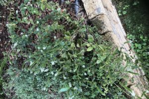 menta la pianta
