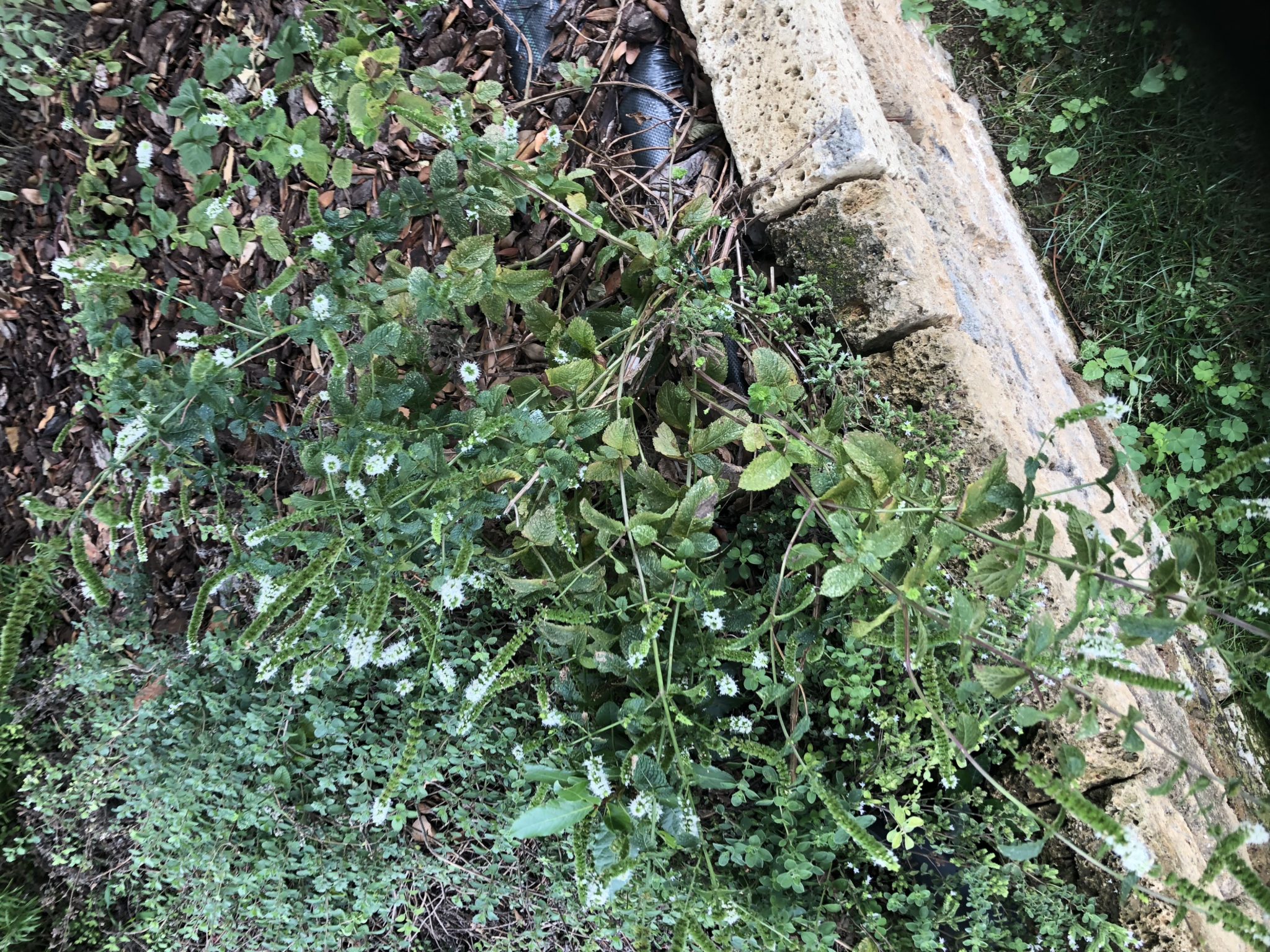 menta la pianta