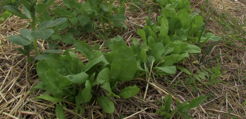 pianta di spinaci