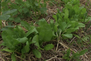 pianta di spinaci