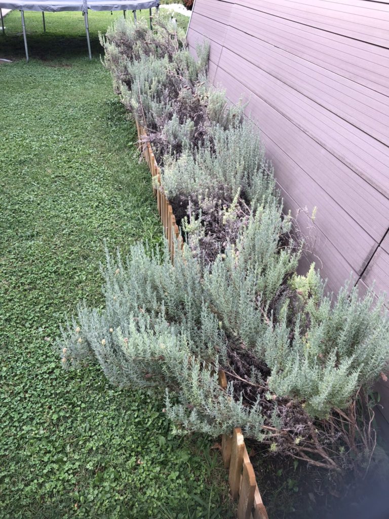 Lavanda Guida Alla Coltivazione Viziato It