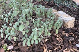 una pianta di salvia