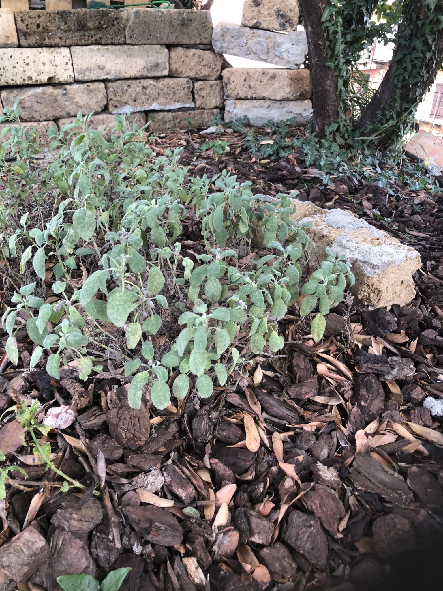 una pianta di salvia