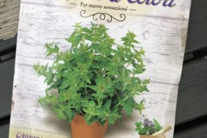 sementi di origano