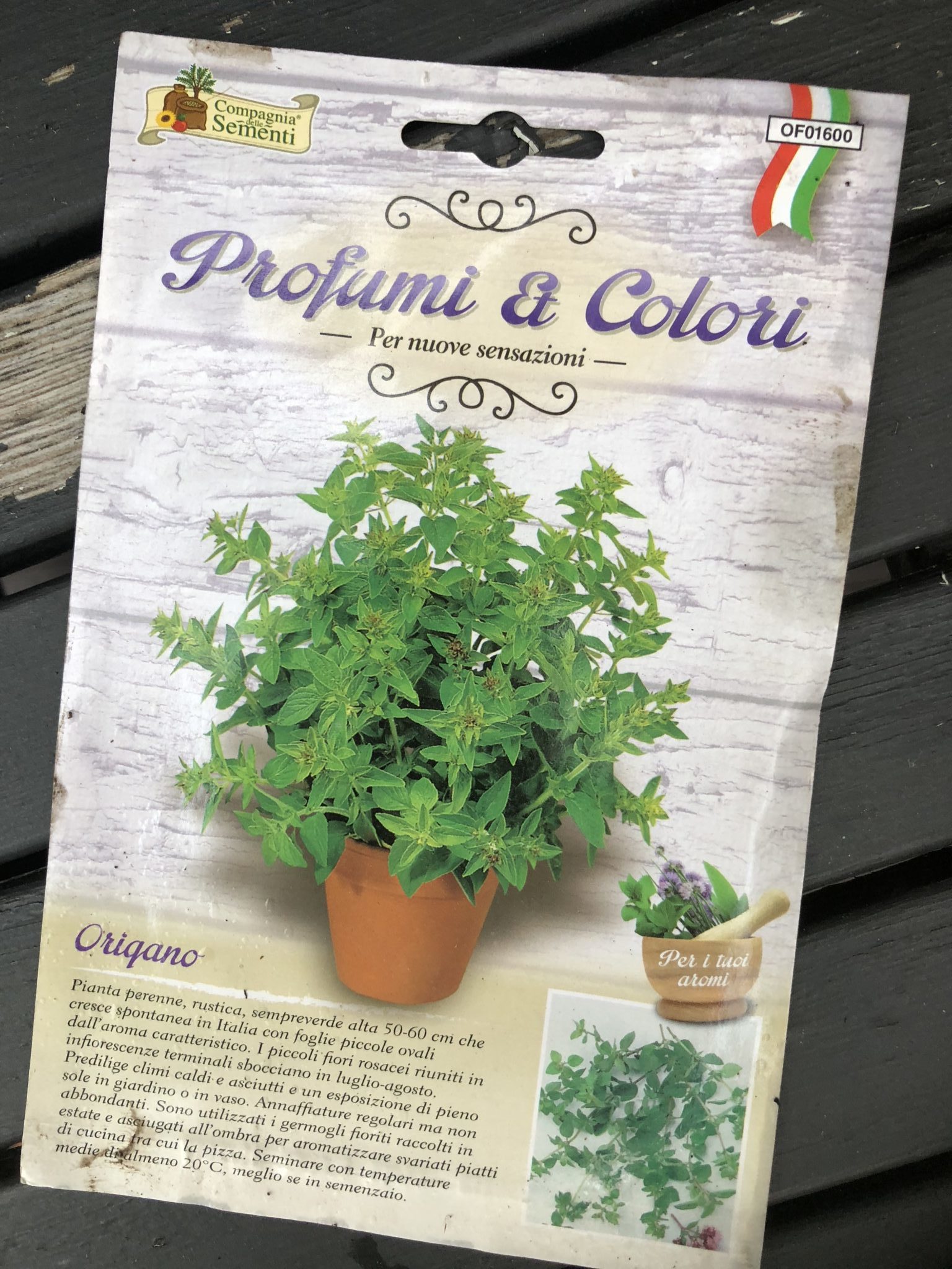 sementi di origano