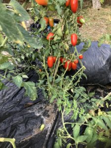telo per pacciamatura - coltivazione pomodori