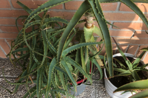 aloe arboriscensis - pianta di 8 anni